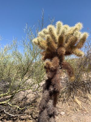 Lost Dutchman State Park by null