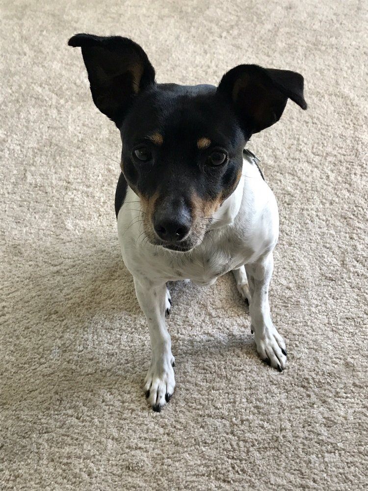 ALL ANIMALS VETERINARY HOSPITAL Updated July 2024 2161 Hwy 48 N