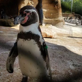 Sedgwick County Zoo - Penguins - Zoos Near Me - Wichita, Kansas