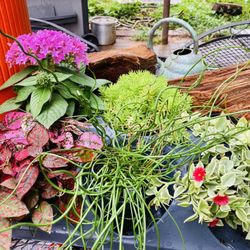 Meadows Farms Nurseries - Massaponax
