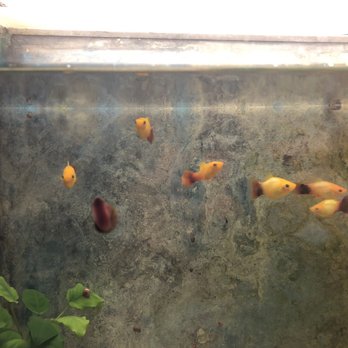 Fairy Lake Discus Palace - Fish - Pet Stores Near Me - San Francisco, California