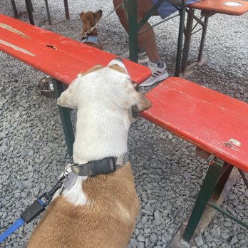FR8yard - They also have dog bowls for water. My only suggestion is next time I'll bring her mat because it's all rock - Beer Gardens Near Me - Spartanburg, South Carolina FR8yard - They also have dog bowls for water. My only suggestion is next time I'll bring her mat because it's all rock - Beer Gardens Near Me - Spartanburg, South Carolina