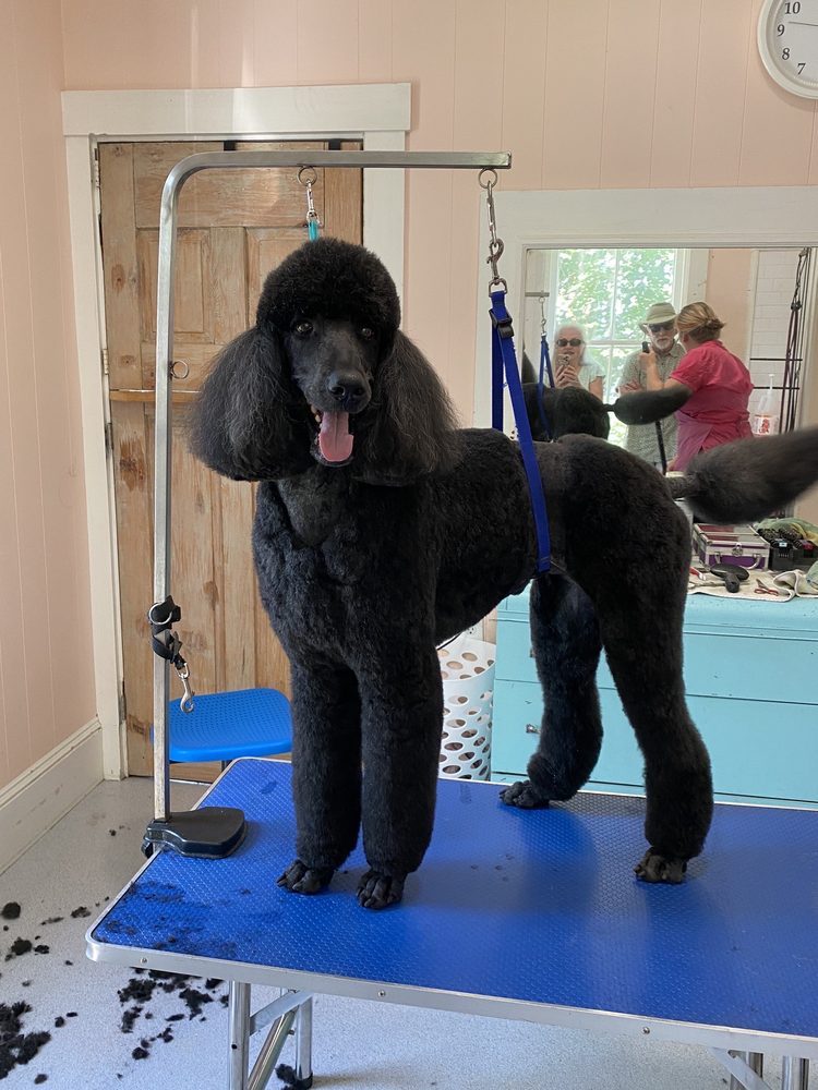 KATIE’S DOG GROOMING Updated September 2024 74 Clairmont Street