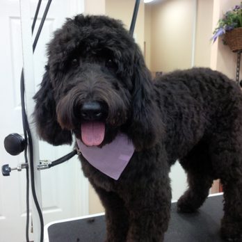 PetsCool - Pet Sitting Near Me - Barrie, Ontario