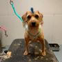 Photo of Muddy Paws Spa