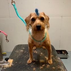 Muddy Paws Spa