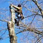 Photo of Blessing Tree Service NJ