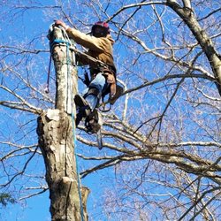 Blessing Tree Service NJ - Removing a tree takes time, and requires safety for everyone involved- on the ground or in the air...