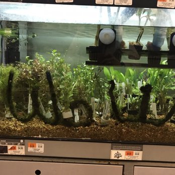 Petco - Wow!!! Moss on pipes - Pet Training Near Me - North Dartmouth, Massachusetts