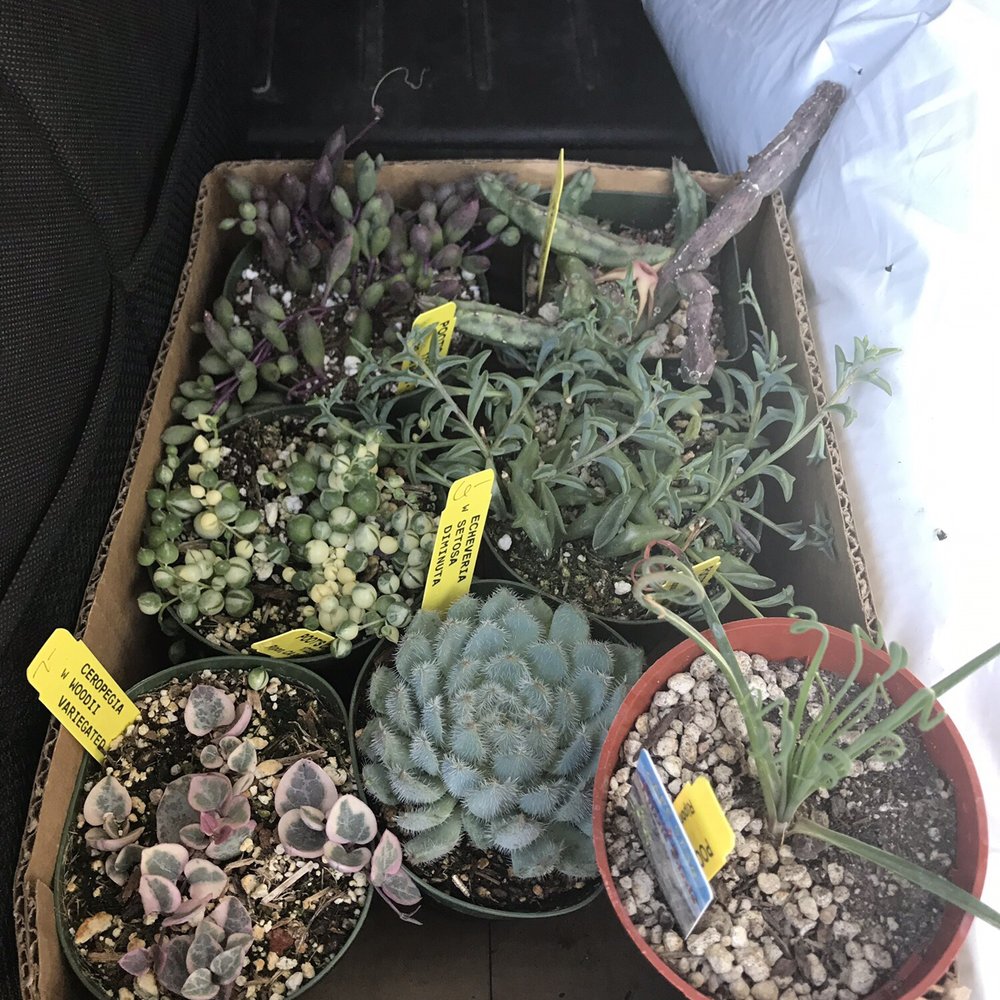 Poot's Cactus Nursery - Our haul today - Nurseries & Gardening Near Me - Ripon, California Poot's Cactus Nursery - Our haul today - Nurseries & Gardening Near Me - Ripon, California