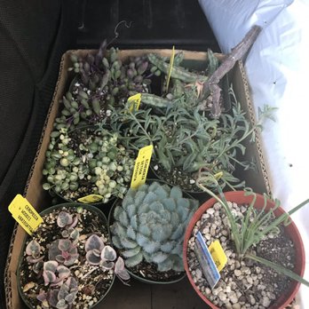 Poot's Cactus Nursery - Our haul today - Nurseries & Gardening Near Me - Ripon, California