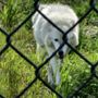 Photo of White Raven Tours