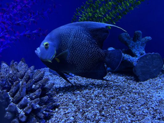 SEA LIFE Orlando Aquarium by null