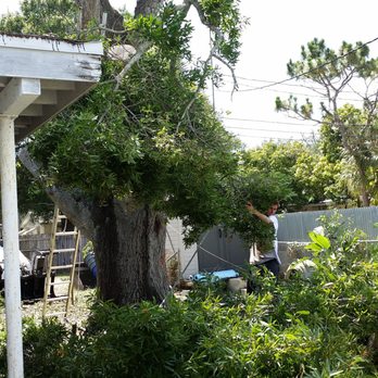 On a Budget Tree Services - Tree Services Near Me On a Budget Tree Services - Tree Services Near Me