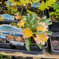Frank Otte Nursery & Garden Center - Unique perennials.