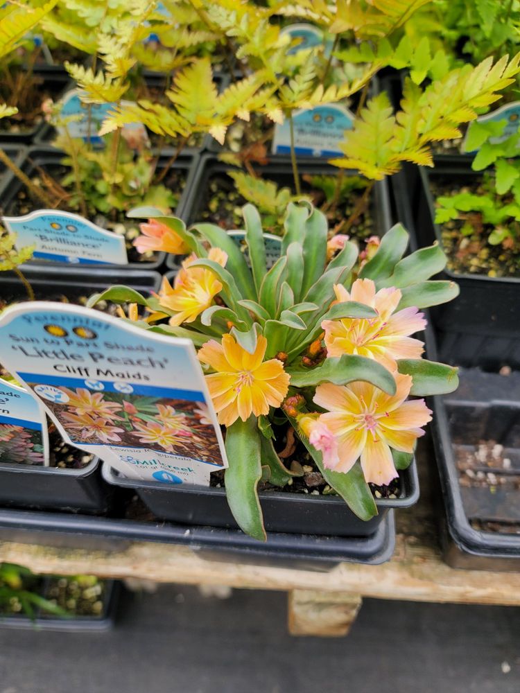 FRANK OTTE NURSERY & GARDEN CENTER Updated October 2024 39 Photos