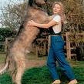 Irish Wolfhound - Very Affectionate Like the Pub - Irish Near Me - Surprise, Arizona Irish Wolfhound - Very Affectionate Like the Pub - Irish Near Me - Surprise, Arizona