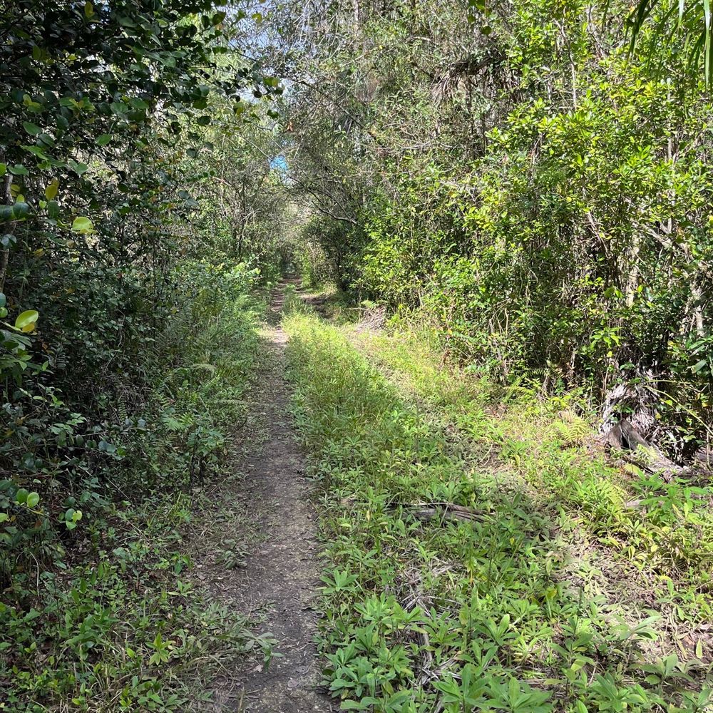 Fakahatchee Strand Preserve State Park - Parks Near Me - Copeland, Florida