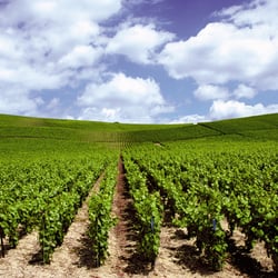 Domaine de la Merlette - Vignes, vignoble du beaujolais