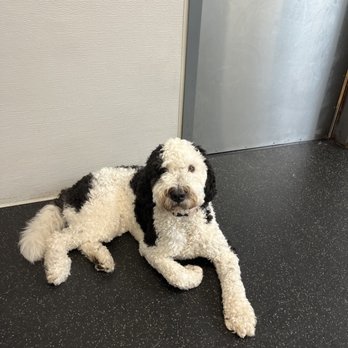 Calling All Paws - Pet Boarding Near Me - Stoughton, Massachusetts
