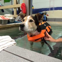 Paradise Pet Therapy & Boarding Facility - Underwater treadmill used to help doggies build strength after surgery. Love the staff here!
