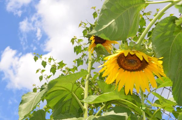 Photo of NJ Weedman's Joint - Trenton, NJ, United States