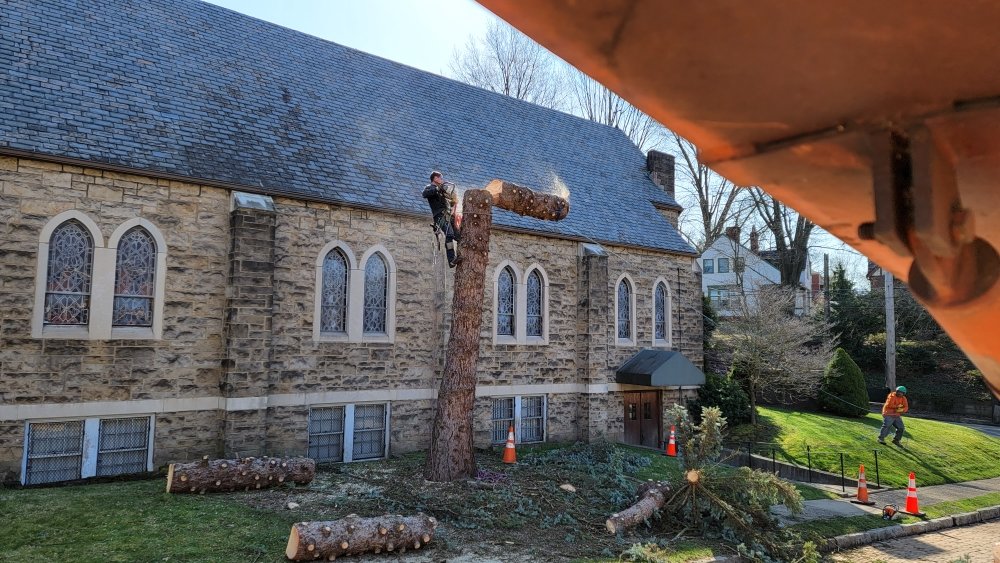 Allstar Arbor Tree Service - tree service in Pittsburgh, PA