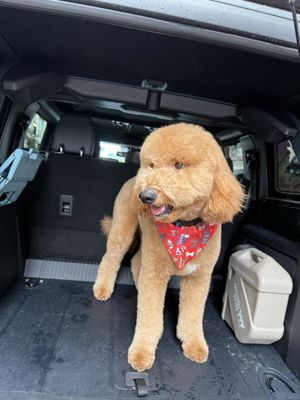 Animal Crackers by null