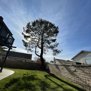 All Around Arborist - Clean and shape! - Tree Services Near Me All Around Arborist - Clean and shape! - Tree Services Near Me