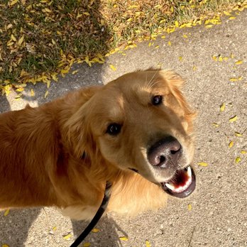 Red Dog Blue Dog Training - Pet Training Near Me Red Dog Blue Dog Training - Pet Training Near Me