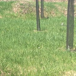 Lacs Fauvel - Exemple des repousses de mini arbres