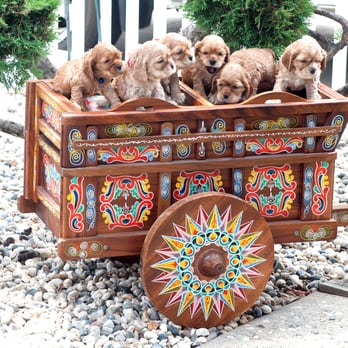 East County American Cocker Spaniels - Pet Breeders Near Me - Antioch, California East County American Cocker Spaniels - Pet Breeders Near Me - Antioch, California