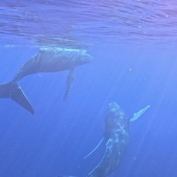 Hawaii Ocean Rafting - Whale magic - Boat Tours Near Me - Lahaina, Hawaii Hawaii Ocean Rafting - Whale magic - Boat Tours Near Me - Lahaina, Hawaii