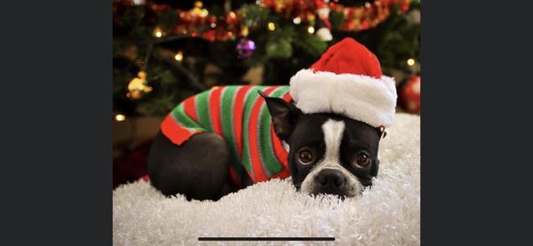 Linda's Critter Sitters