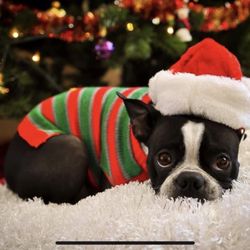 Linda's Critter Sitters - Our Jeannie at Christmastime
