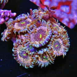 CMG Exotic Breeders