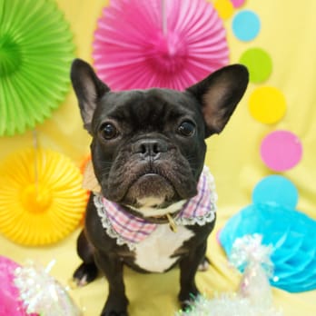 Doggy Box - Ponzu - Pet Groomers Near Me - Honolulu, Hawaii Doggy Box - Ponzu - Pet Groomers Near Me - Honolulu, Hawaii