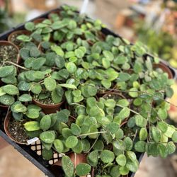 Lawrence & Clarke Cacti