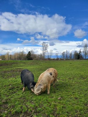 Alluvial Farms by null