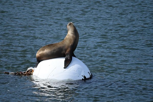 City Cruises by null