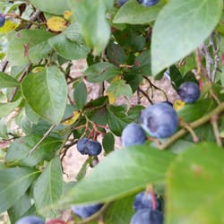 Hillcrest Blueberry Farm