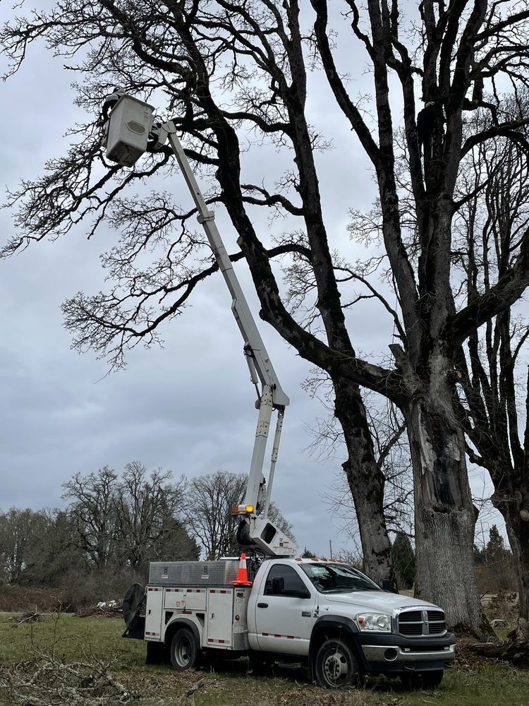 PACIFIC TREE SOLUTIONS Updated July 2024 21 Photos Canby, Oregon