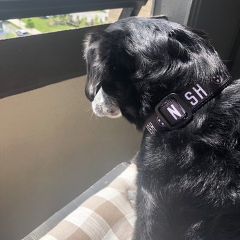 The Nash Collection - Journey dog watching in his new NASH collection dog collar - Accessories Near Me - Nashville, Tennessee The Nash Collection - Journey dog watching in his new NASH collection dog collar - Accessories Near Me - Nashville, Tennessee