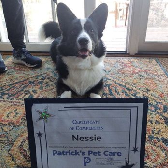Patrick's Pet Care - Pet Training Near Me - Washington, DC, District of Columbia