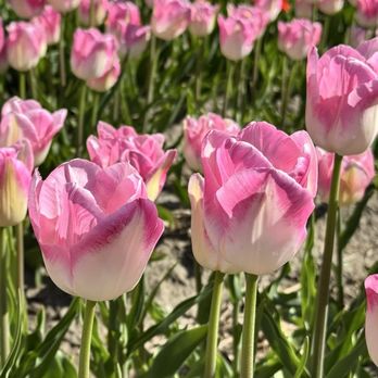 Lakeland Flowers - Farms Near Me - Abbotsford, British Columbia Lakeland Flowers - Farms Near Me - Abbotsford, British Columbia