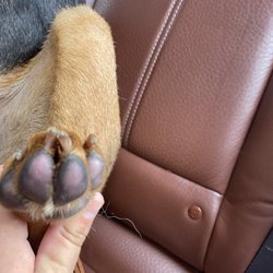 The Barking Spot