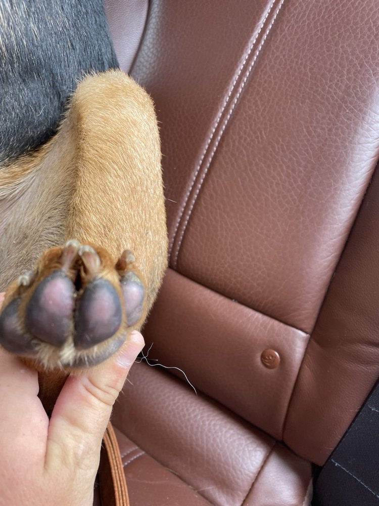 The Barking Spot - pet boarding facility in Gallatin, TN