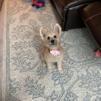 GROOM! Salon - Penny - Pet Groomers Near Me - Silver Spring, Maryland