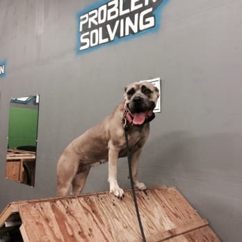 Cali K9 - Agility Training - Pet Training Near Me - San Jose, California