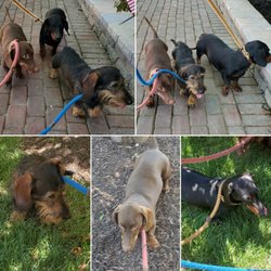 Waggy Tails Pet Services - Everyone loves hot dogs! Gotta love this team of dachshunds; George, Charlie, & Oscar.